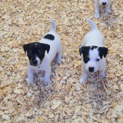 Chiots de risolote et de morvan 1 