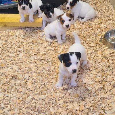 Chiots de risolote et de morvan 3 
