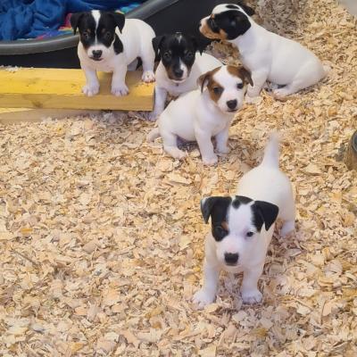 Chiots de risolote et de morvan 5 
