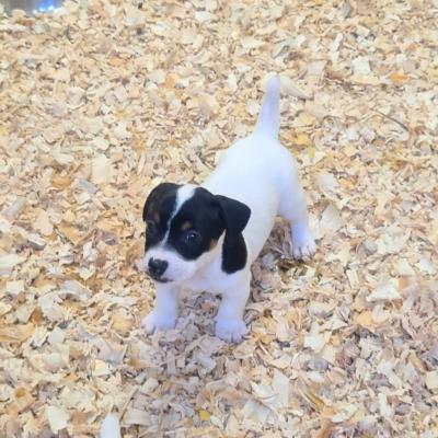 Chiots de risolote et de morvan 7 