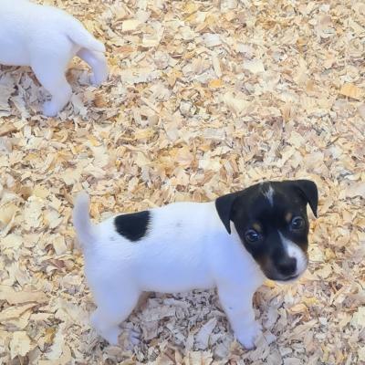Chiots de risolote et de morvan 8 